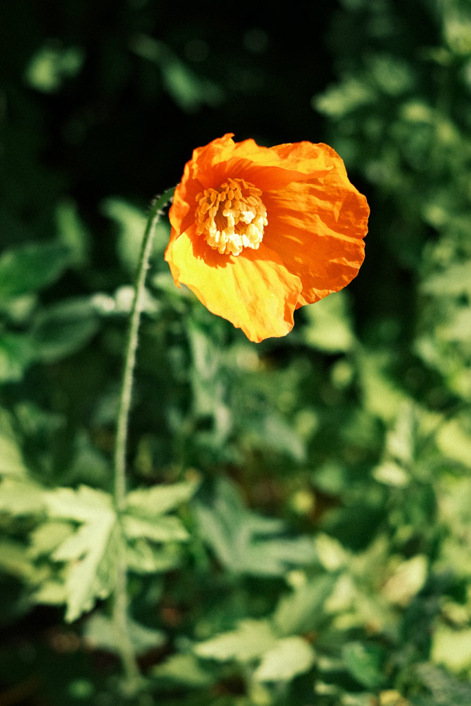 Week 20, schijnpapaver