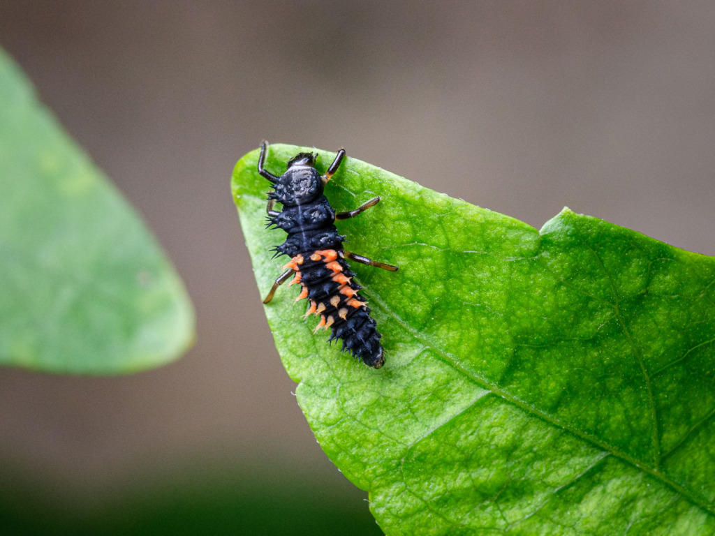 Week 24, lieveheersbeestjeslarve