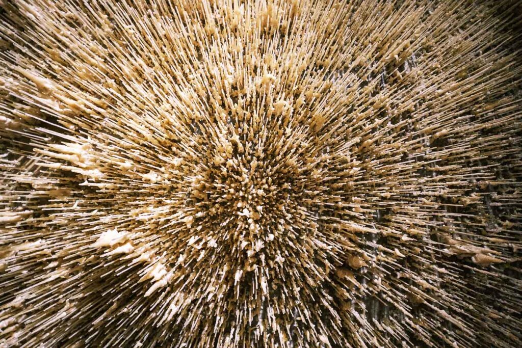 Week 32, in de grotten van Cougnac