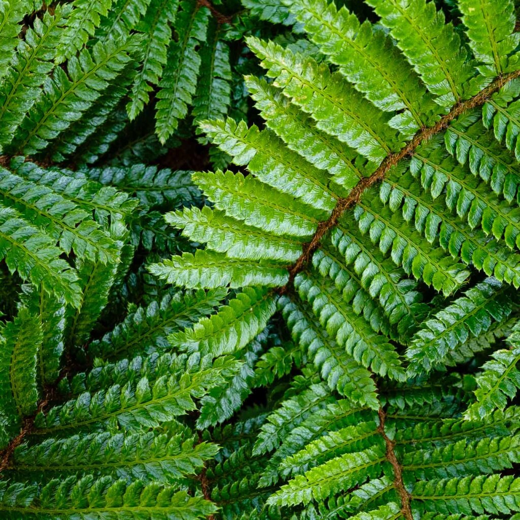 Week 36, verse varen