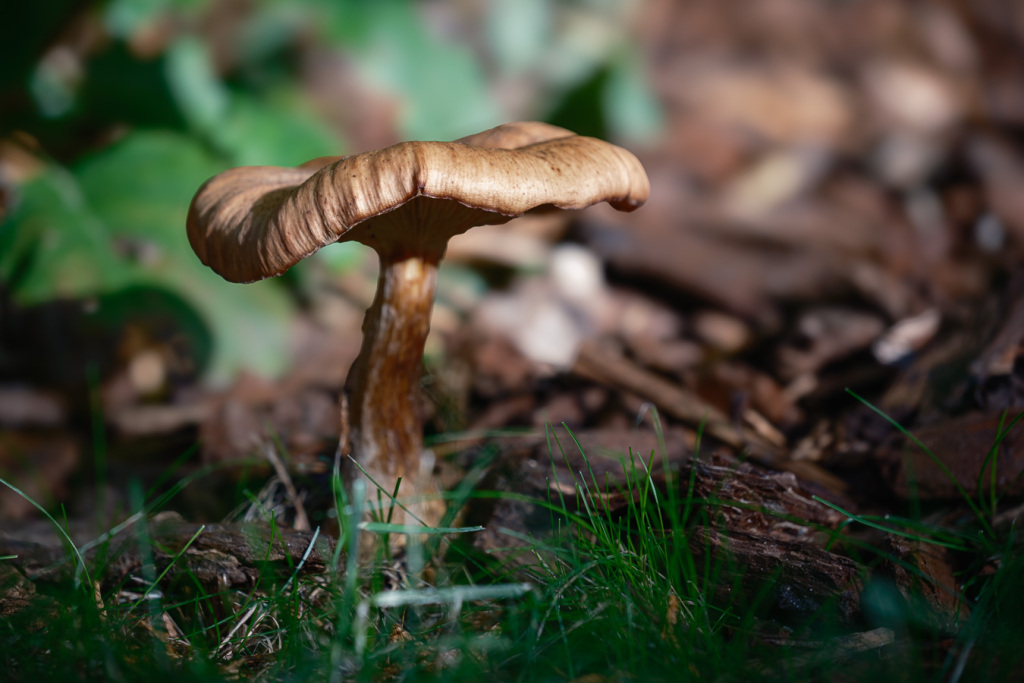 Week 44, herfst in eigen tuin