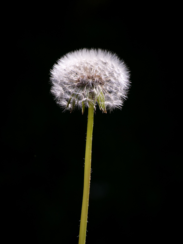 Week 17, paardenbloem